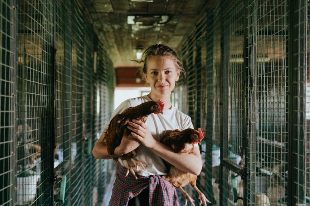 allevamento di galline